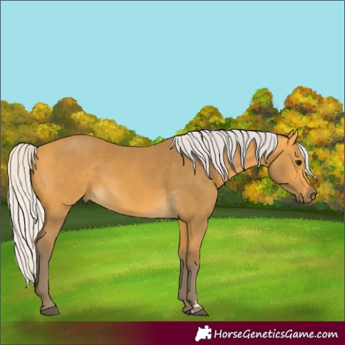 Horse Color:Silver Buckskin 