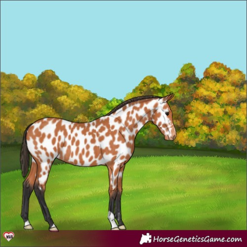 Horse Color:Bay Appaloosa 