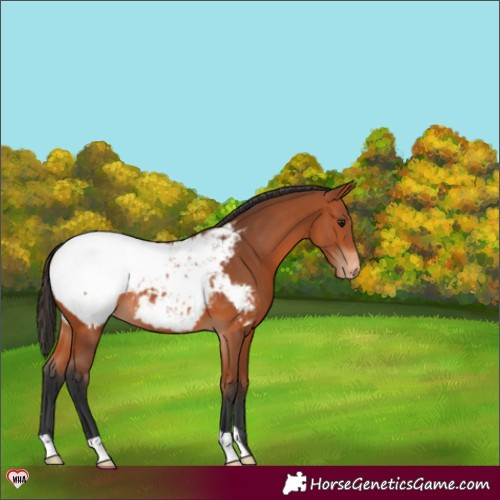Horse Color:Bay Appaloosa 