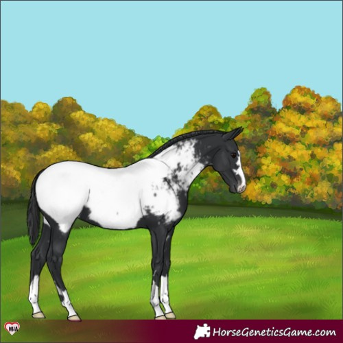 Horse Color:Black Appaloosa 