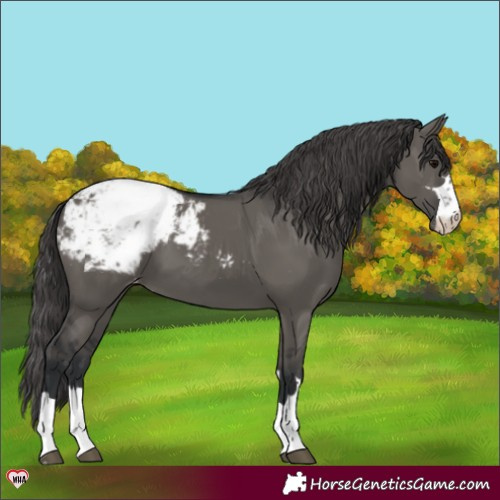 Horse Color:Grullo Appaloosa 