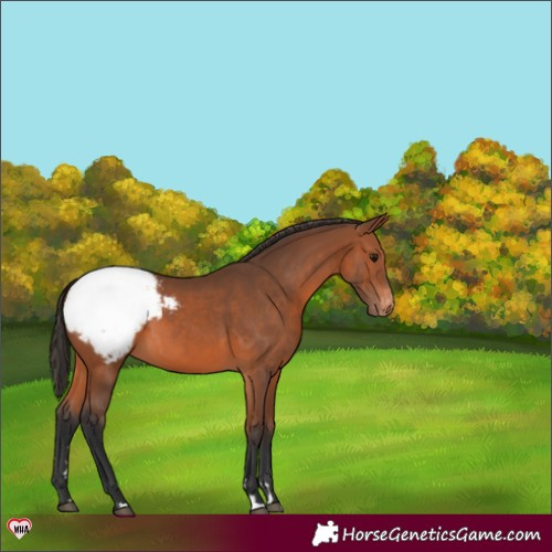 Horse Color:Bay Appaloosa 
