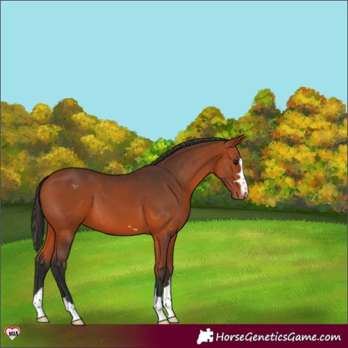 Horse Color:Bay Appaloosa 