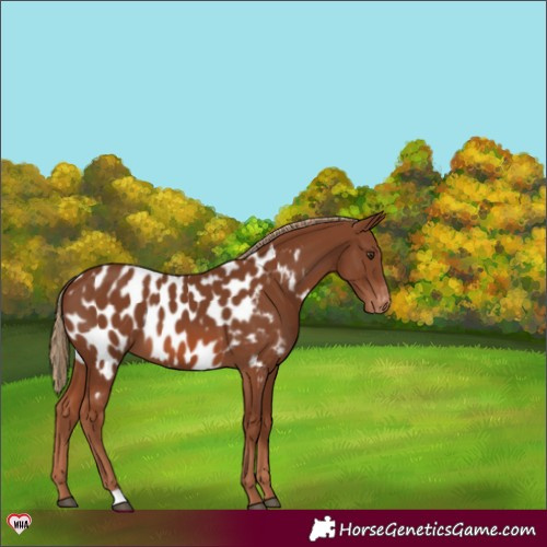 Horse Color:Chestnut Appaloosa 