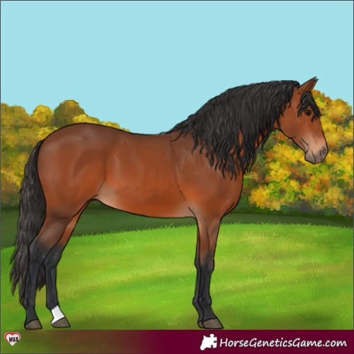 Horse Color:Bay 