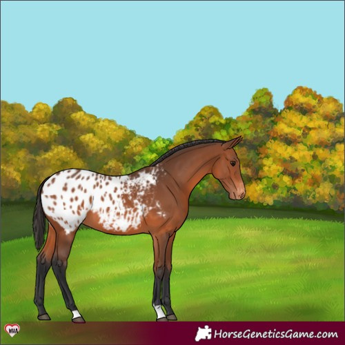 Horse Color:Bay Blanket 