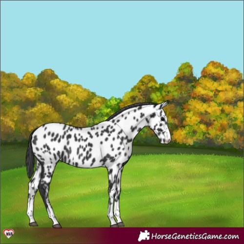 Horse Color:Black Appaloosa 