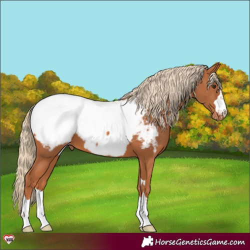 Horse Color:Chestnut Snowcap 