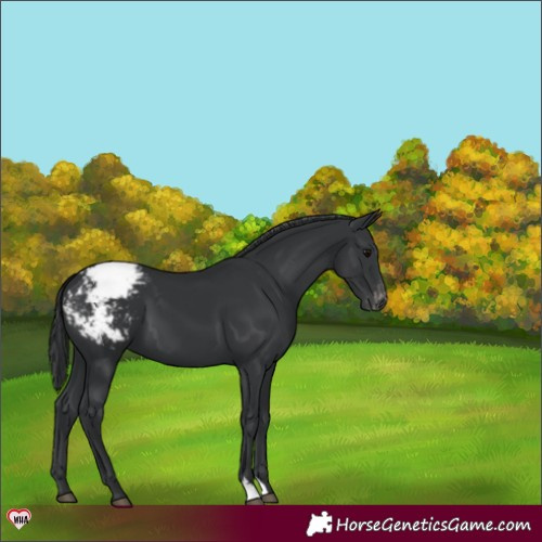 Horse Color:Black Appaloosa 