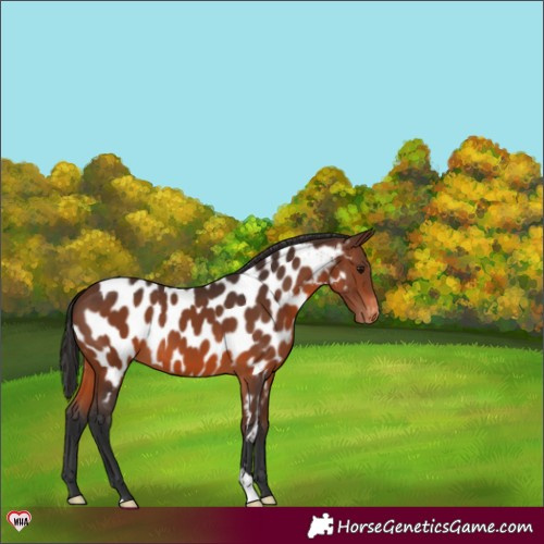 Horse Color:Brown Appaloosa 
