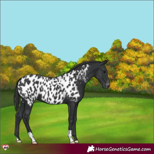 Horse Color:Black Blanket 