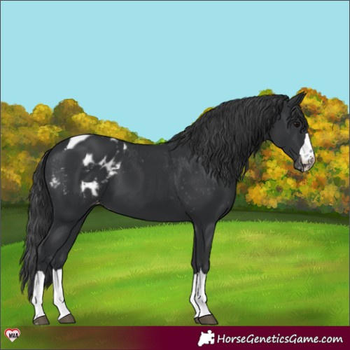 Horse Color:Black Appaloosa