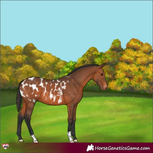 Horse Color:Bay Blanket 