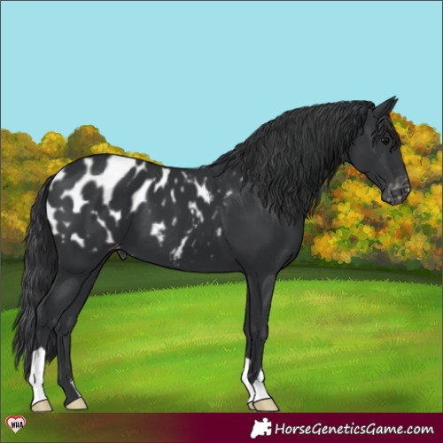 Horse Color:Black Blanket 