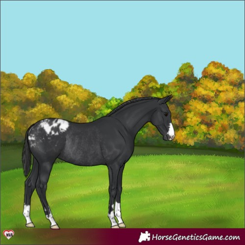 Horse Color:Black Blanket Rabicano 