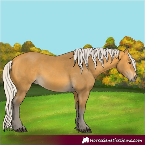Horse Color:Silver Buckskin 