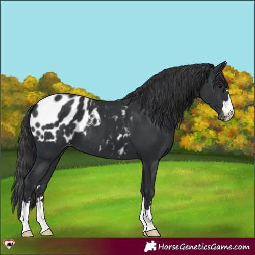 Horse Color:Black Appaloosa 