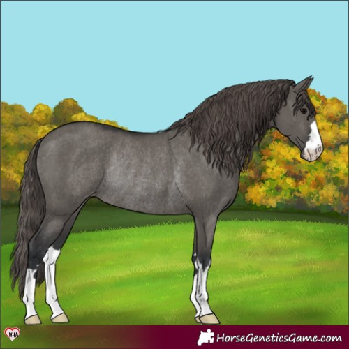 Horse Color:Grullo Varnish Rabicano 