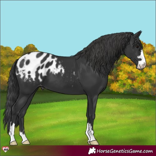 Horse Color:Black Blanket 