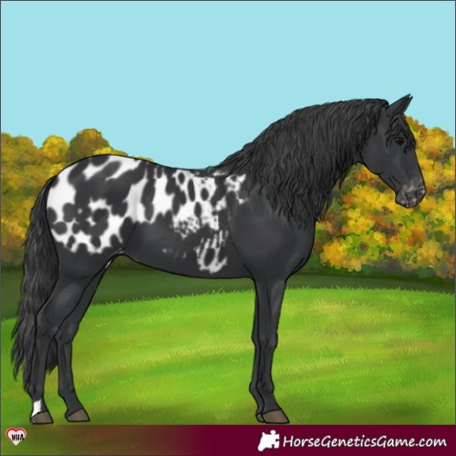 Horse Color:Black Appaloosa 