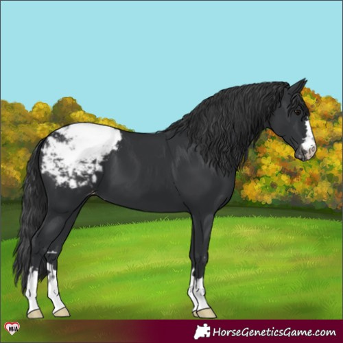 Horse Color:Black Appaloosa 
