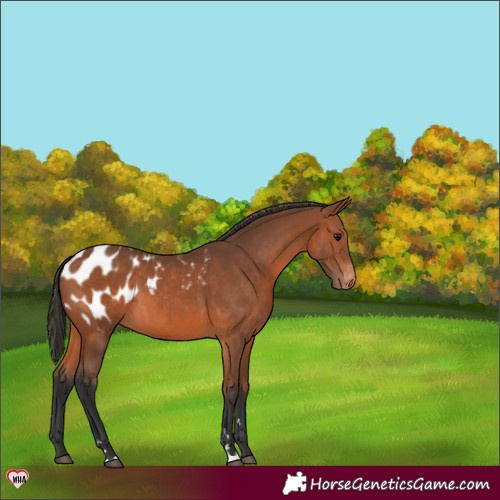 Horse Color:Bay Blanket 