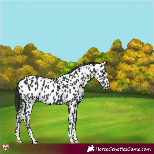 Horse Color:Black Near Leopard 