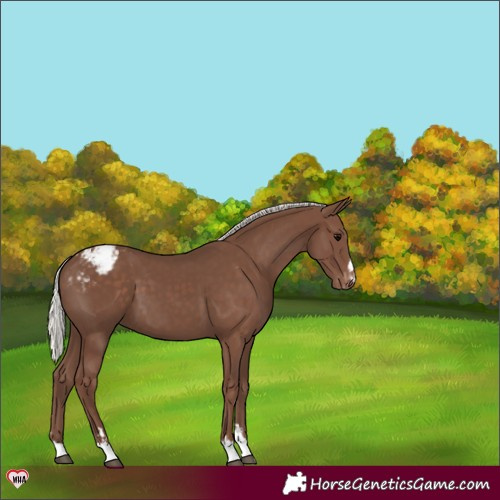 Horse Color:Silver Black Appaloosa 