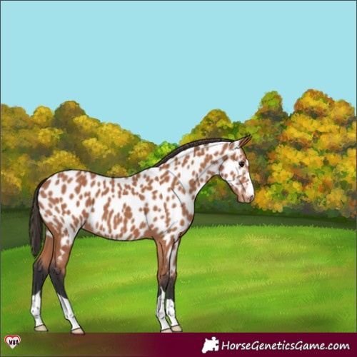 Horse Color:Bay Appaloosa 
