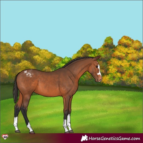 Horse Color:Bay Appaloosa 