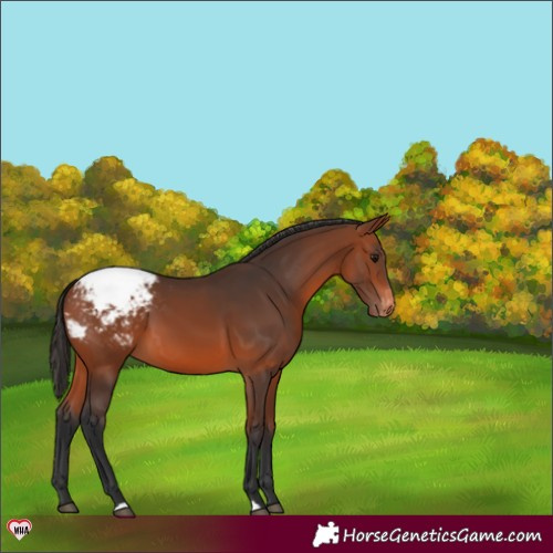 Horse Color:Bay Appaloosa 
