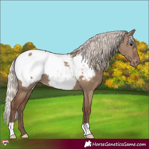Horse Color:Silver Grullo Appaloosa 