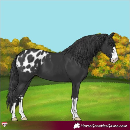 Horse Color:Black Appaloosa