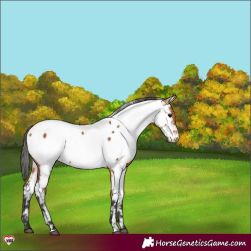 Horse Color:Bay Appaloosa 