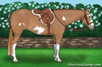Horse Color:Chestnut Splash Frame