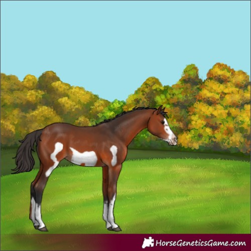 Horse Color:White Spotted Bay Frame 