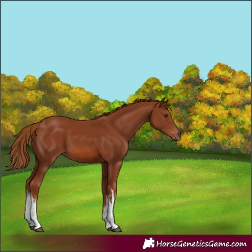 Horse Color:White Spotted Chestnut 