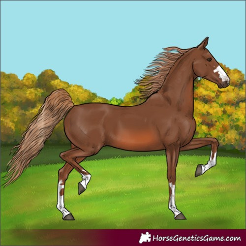Horse Color:Chestnut 