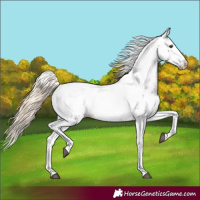 Horse Color:Chestnut Fewspot