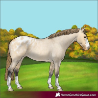 Horse Color:Buckskin Roan Dun Blanket