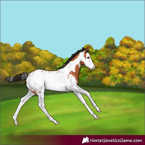 Horse Color:Bay Sabino Splash Frame Blanket 