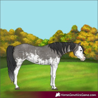 Horse Color:Grullo Sabino Splash  and Grullo Sabino Splash 