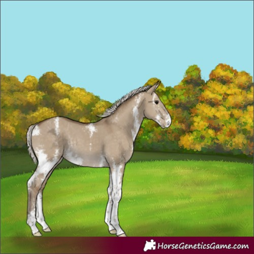 Horse Color:Silver Smoky Grullo Sabino Varnish Rabicano