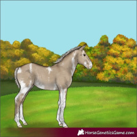 Horse Color:Silver Smoky Grullo Sabino Varnish Rabicano
