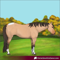 Horse Color:Bay Dun Tobiano 