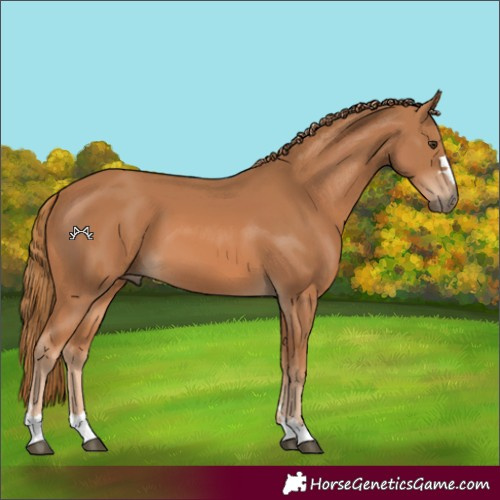 Horse Color:Unknown 