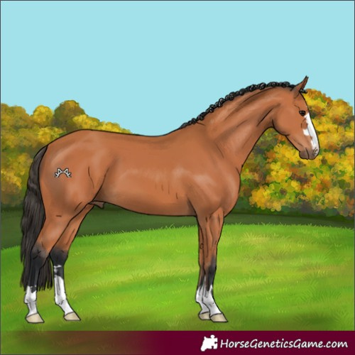 Horse Color:Unknown 