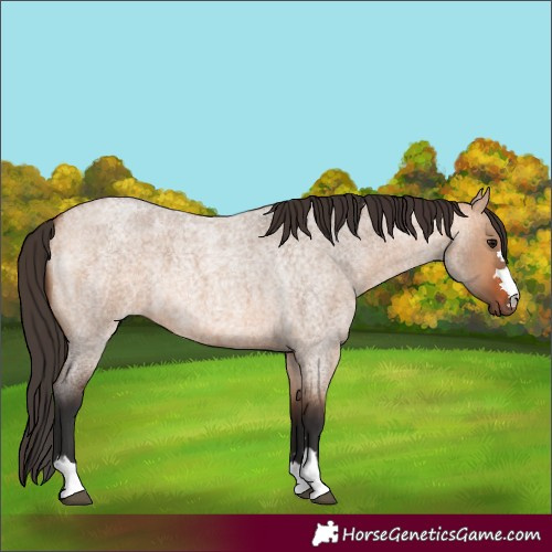 Horse Color:Bay Roan Dun 