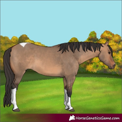 Horse Color:Bay Dun Tobiano 