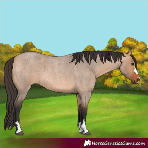 Horse Color:Bay Roan Dun 